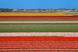 Lo spettacolo dei campi fioriti olandesi a primavera. Strice si tulipani ed altri fiori creano affasicanti geometrie nei dintorni di Lisse, Zuid Holland - © Sandra van der Steen / Shutterstock.com ...