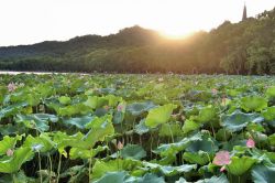 Fiori di Loto sulla sponda ovest del Lago Occidentale ...