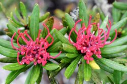 Fiori di Waratah sul Monte Wellington in Tasmania - © mundoview / Shutterstock.com