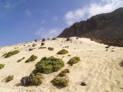 Fiori gialli e dune sabbia sull'isola di São Vicente, arcipelago di Capo Verde - © John Copland / Shutterstock.com