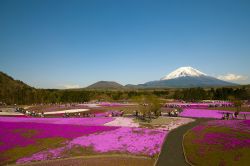 A primavera la fioritura accende di colori la regione di Yamanashi in Giappone - © Krishna.Wu / Shutterstock.com