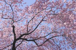 aL fioritura dei ciliegi ad Hirosaki in Giappone ...