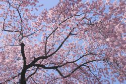 aL fioritura dei ciliegi ad Hirosaki in Giappone - © JayTurbo / Shutterstock.com