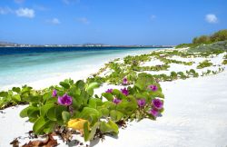 Fioritura in spiaggia a Bonaire - © Tombelatombe / Shutterstock.com