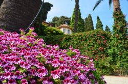 Fioriture ai Giardini di Villa della Pergola ad Alassio in Liguria