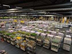 FloraHolland a Naaldwijk. Qui ogni giorno viene stabilito il prezzo dei fiori e delle piante (Olanda).
