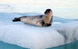 Foca su ghiacci in Islanda - Foto di Giulio Badini ...