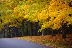 Foliage Canada, lungo una strada di Toronto, la capitale dell'Ontario - © Elena Elisseeva / Shutterstock.com