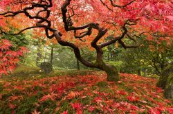 Foliage Giappone Autunno parco urbano albero di acero - © Jason Vandehey / Shutterstock.com