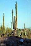 Foresta di cactus in Bassa California del Sud, Messico - Foto di Giulio Badini