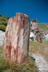 La Foresta Pietrificata dell'isola di Lesbo (Lesvos) in Grecia. Una delle attrazioni più importanti dell'isola è la cosiddetta "Petrified forest" una serie di ...