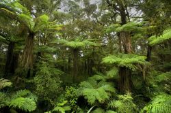 la foresta Pluviale dei Catlins: ci troviamo ad est di Invercagill, Isola del Sud, Nuova Zelanda - © Bildagentur Zoonar GmbH / Shutterstock.com