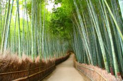 Foresta di bambù a Kyoto, Giappone - A ...