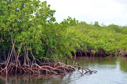 Particolare delle radici di una foresta di mangrovie a Montecristi interna al parco nazionale di Montecristi che s'affaccia sull'Oceano.
