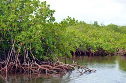 Particolare delle radici di una foresta di mangrovie a Montecristi interna al parco nazionale di Montecristi che s'affaccia sull'Oceano.
