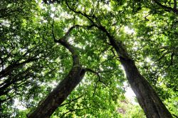 Foresta nel cuore di Tahiti