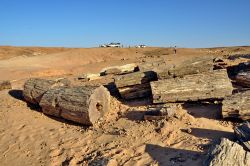 Foresta pietrificata nel deserto del Sahara, in Nubia vicino a Karima in Sudan