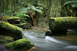Foresta pluviale: questo paesaggi odegno del Signore degli Anelli si trova in Tasmania, all'interno del Mount Field National Park - © Neale Cousland / Shutterstock.com