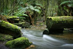 Foresta pluviale: questo paesaggi odegno del ...