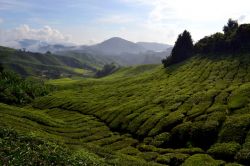 La foto più "classica" delle Cameron Highlands è proprio questa. Ci si può fermare lungo la strada che attraversa la piantagione di Sungai Palas e dedicarsi ad ...