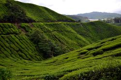 Una fotografia delle colline delle Cameron Highlands può rappresentare infiniti scorci del territorio; chi ha la possibilità di avventurarsi tra i campi magari con un mezzo proprio, ...