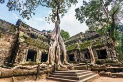 Fotografia del Ta Prohm Temple di Angkor Wat, con uno spettacolare Banyan tree, in Cambogia - © Kushch Dmitry / Shutterstock.com