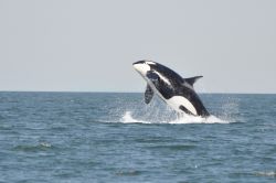 Una giovane orca nuota nell'Oceano Pacifico al largo di Vancouver, British Columbia, Canada. Il luogo migliore per ammirarle è le Stretto di Johnstone, dove vanno a caccia di salmoni: ...