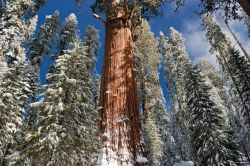 Fotografia di una nevicata al Sequoia National Park, in California (USA) - © Matthew Connolly / Shutterstock.com