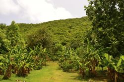 Situato nella vallata di Guana Island il frutteto è gestito da Dr. Liao da moltissimi anni. Tra la vegetazione crescono diversi alberi da frutta come papaya, palme da cocco, banani e ...