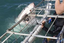 Gabbia per vedere gli squali bianchi da vicino: si tratta di una classica attrazione del Sudafrica dove l'oceano, per la presenza di acque fredde pullula di questi giganteschi predatori ...