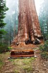 General Grant è la seconda grande sequoia del parco nazionale di Sequoia - Kings Canyon della California. L'albero raggiunge gli 81,5 metri, ha un diametro alla base di 8,8 metri, ...