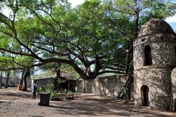 Giardini della Piscina di Fasilide: albero di sicomoro a Gondar