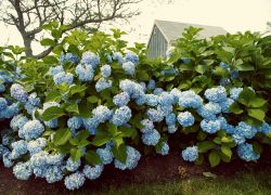 Giardino fiorito di una casa a Hyanni, nel Massachusets (USA) - © Joyce Vincent / Shutterstock.com