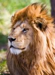 Al Parco Nazionale del Serengeti, tra le aree protette più importanti dell'Africa orientale, può capitare di imbattersi in uno sguardo fiero come quello di questo giovane leone. ...