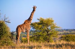 La giraffa è tra gli abitanti più eleganti e misteriosi del Parco del Serengeti, in Tanzania, nell'est dell'Africa. Dal 2008 è attivo il Serengeti Giraffe Project, ...