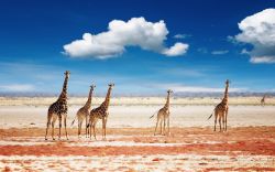 Giraffe nel magico Parco Nazionale di Etosha, in Namibia - © Pichugin Dmitry / Shutterstock.com