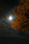 Luna tra gli alberi di un parco di Grado