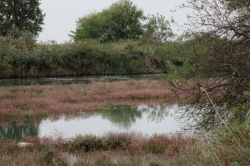 Grado la riserva di Valle Cavanata