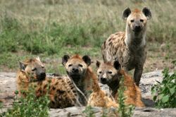 Al Parco del Serengeti, in Tanzania, non mancano le famiglie di iene. In genere all'uomo non stanno molto simpatiche, forse per l'abitudine di mangiare carcasse di altri animali, ma ...