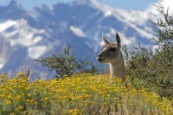 Guanaco in estate, fortografato al Parco Nazionale Torres del Paine in Patagonia, Cile - © gary yim / Shutterstock.com