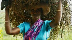 Hatton Sri Lanka: una donna con sari incontrata fra le piantagioni - © Michela Garosi / TheTraveLover.com