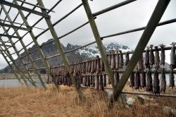 Henningsvaer uno dei centri in Norvegia per lo stoccafisso Lofoten