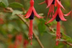 Hill Country: siamo nel giardino del Governor's Mansion dello Sri Lanka la regione umida e particolamente adatta a vari tipi di coltivazioni nonchè a vari tipi di fiori - © Michela ...