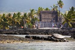 All'Isola di Hawaii si possono fare incontri selvaggi... come questa tartaruga al Parco Nazionale Puʻuhonua o Hōnaunau, un luogo sacro sulla costa occidentale dell'isola, ...
