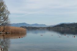 I Canneti di Dormelletto presso la spiaggia Pirolino - © Liukpalla - CC BY-SA 4.0, Wikipedia