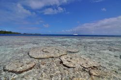 I coralli di Fakarava e il Pass di Tumakohua 