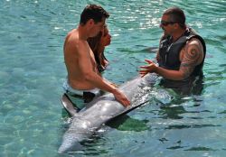 I delfini dell'Hotel Intercontinental Moorea Resort & Spa, in Polinesia Francese. Un vero resort eco sostenibile, immerso in una natura incontaminata, Il delfino, originario delle Hawaii ...