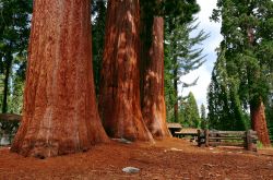 I possenti tronchi delle sequoie si possono ammirare presso il National Park Sequoia - Kings Canyon degli USA - © Sahani Photography / Shutterstock.com