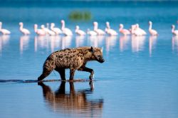 Un iena a caccia nel Parco Nazionale di Nakuru in Kenya. L'omonimo lago è famoso per i suoi fenicotteri rosa, e le sue acque alcaline - © Andrew Molinaro / Shutterstock.com