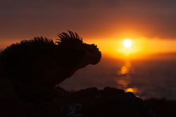 Un'iguana marina fotografata al tramonto su un'isola delle Galapagos. Unico sauro al mondo a cibarsi in mare è anche il solo endemico del genere Amblyrhynchus presente in questo ...